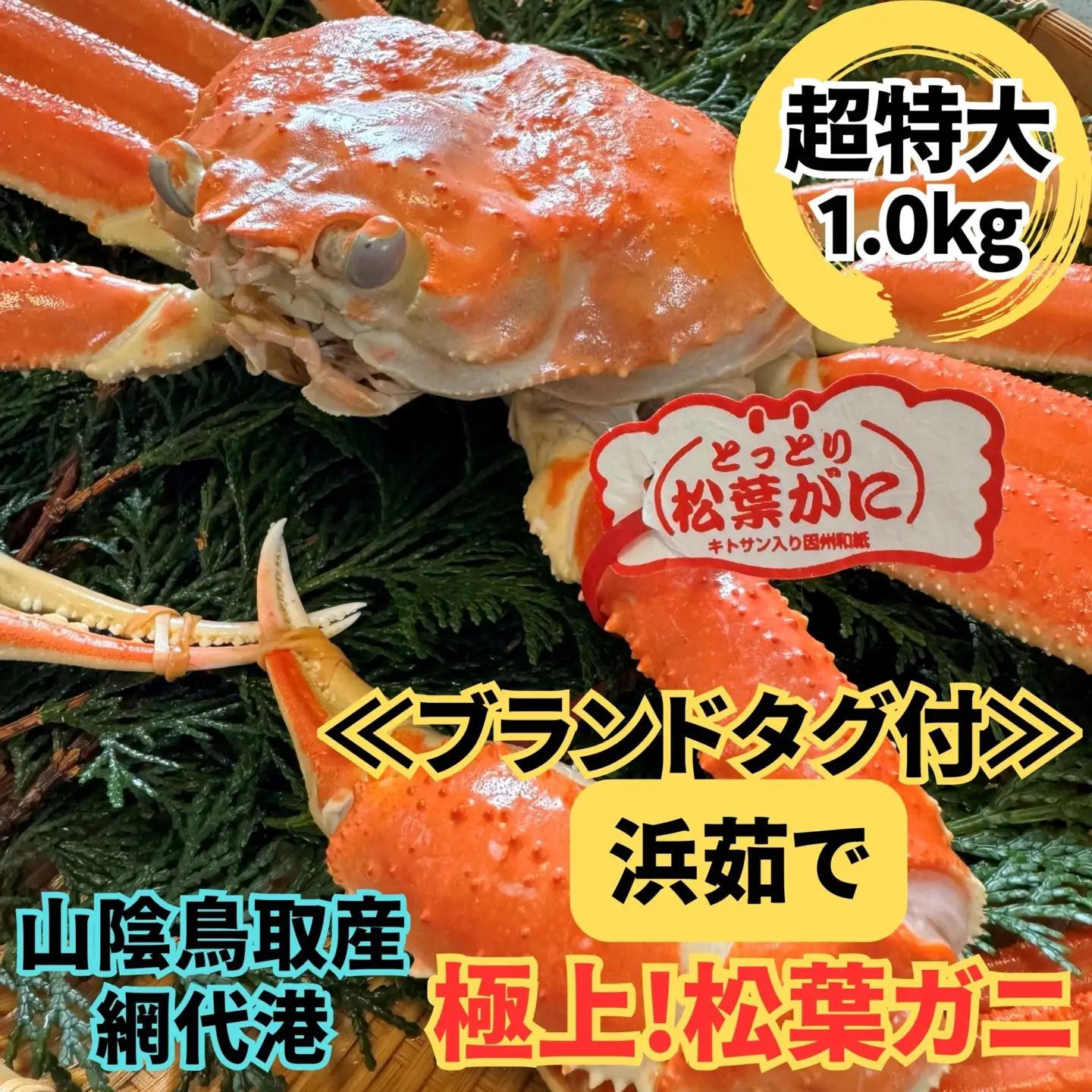 ＜ブランドタグ付＞浜茹で！松葉ガニ(超特大ジャンボ)1.0kg 1枚 鳥取網代港 岩美 松葉がに ずわいがに かに ※お届けは2026年11月中旬～【さかなや新鮮組】【22092】