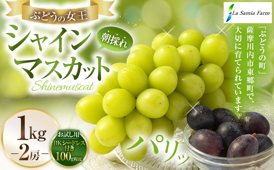 
                  【先行予約】 朝採れ シャインマスカット （種なし） 1.0kg（2房） お試し用 朝採れ BKシードレス付き（100g程度） 【2026年8月下旬発送予定】 AS-1104
                