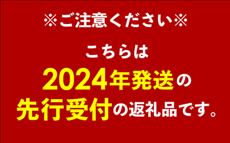 【先行受付】【2024年発送】ママチチマンゴーファームの家庭用アップルマンゴー約1kg