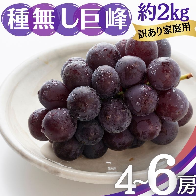 【ふるさと納税】種無し巨峰 訳あり家庭用 約2kg 4～6房 ぶどう 葡萄 巨峰 果物 信州 長野　お届け：2025年9月中旬～10月中旬