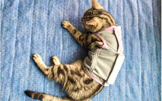 
                  CARETECT®　サイズが選べる S～Lサイズ / 猫 介護服 保護服 シニア猫 高齢猫 キャットウェア ケア用品 動きやすい ストレス軽減 やさしい着心地 抗菌防水布 着せやすい 日本製 猫用介護用品 愛猫 【toki0001-002-003】
                