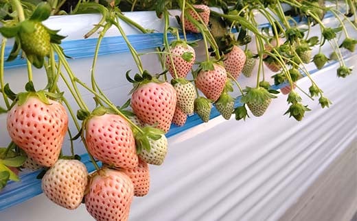 ＜高田いちご園＞ 苺狩りペア入場券(2名様) 食べ放題 いちご狩り 高田いちご園 ペア 入場券 2名 いちご 苺 イチゴ フルーツ 果物 体験 F21E-083