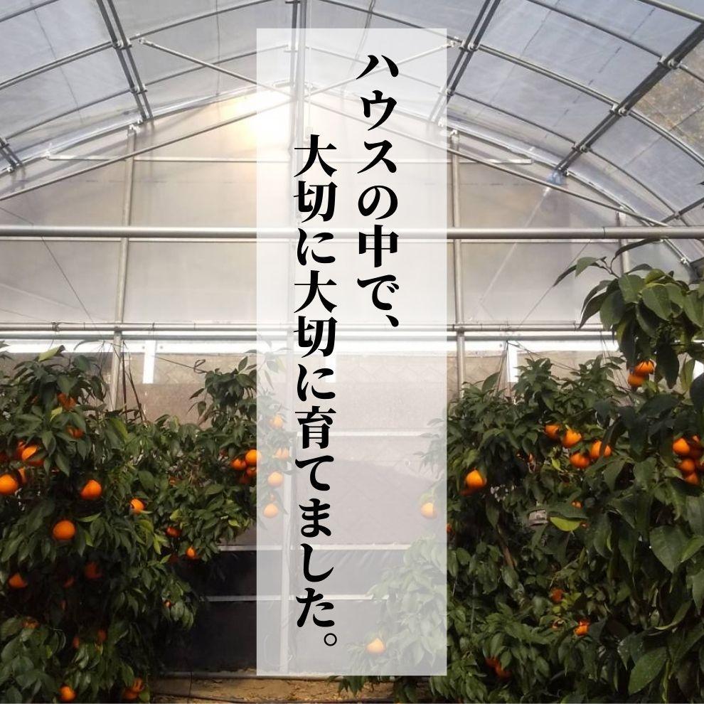 【早期予約受付中！2025年12月～順次発送】こだわりのハウス栽培【愛果28号】化粧箱