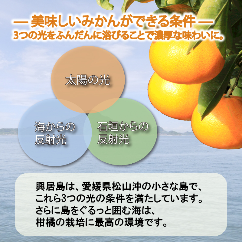 【先行予約】【11月下旬より順次発送】興居島みかん 約3kg（L～Sサイズ） みかん 柑橘 興居島 ごごしま ブランド 愛媛県 松山市