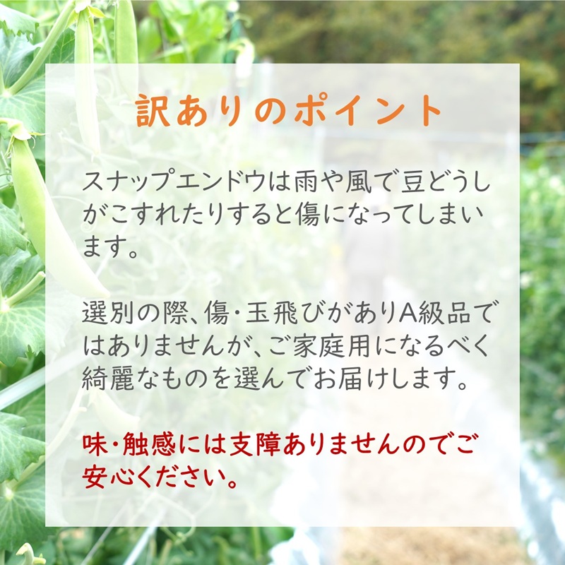訳あり大容量！みずみずしさ弾ける!鷹島のスナップエンドウ 1.5kg ( 訳アリ えんどう エンドウ 豆 旬の野菜 野菜 新鮮 朝摘み )【B0-194】