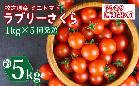 訳あり ミニ トマト フルーツ トマト ラブリーさくら うまたま 予約 受付 1kg × 5回発送 計 5kg 山本農園 ふるなび とまと とまと とまと とまと とまと とまと