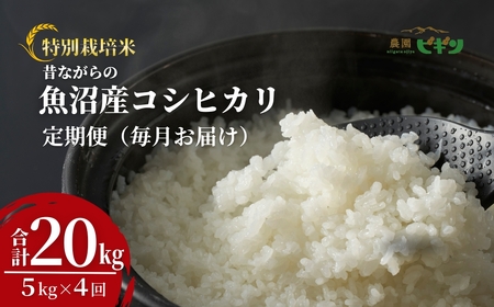 【令和7年 定期便】 昔ながらの魚沼産コシヒカリ 精米20kg(5キロ×4回) 従来品種 農園ビギン | おこめ 特A評価 小千谷市 コシヒカリ