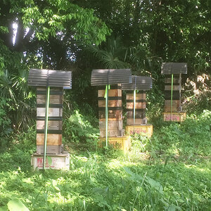 【定期便6回】日本蜜蜂の百花蜂蜜(6瓶)｜ハチミツ はちみつ みつばち 栃木県 下野市