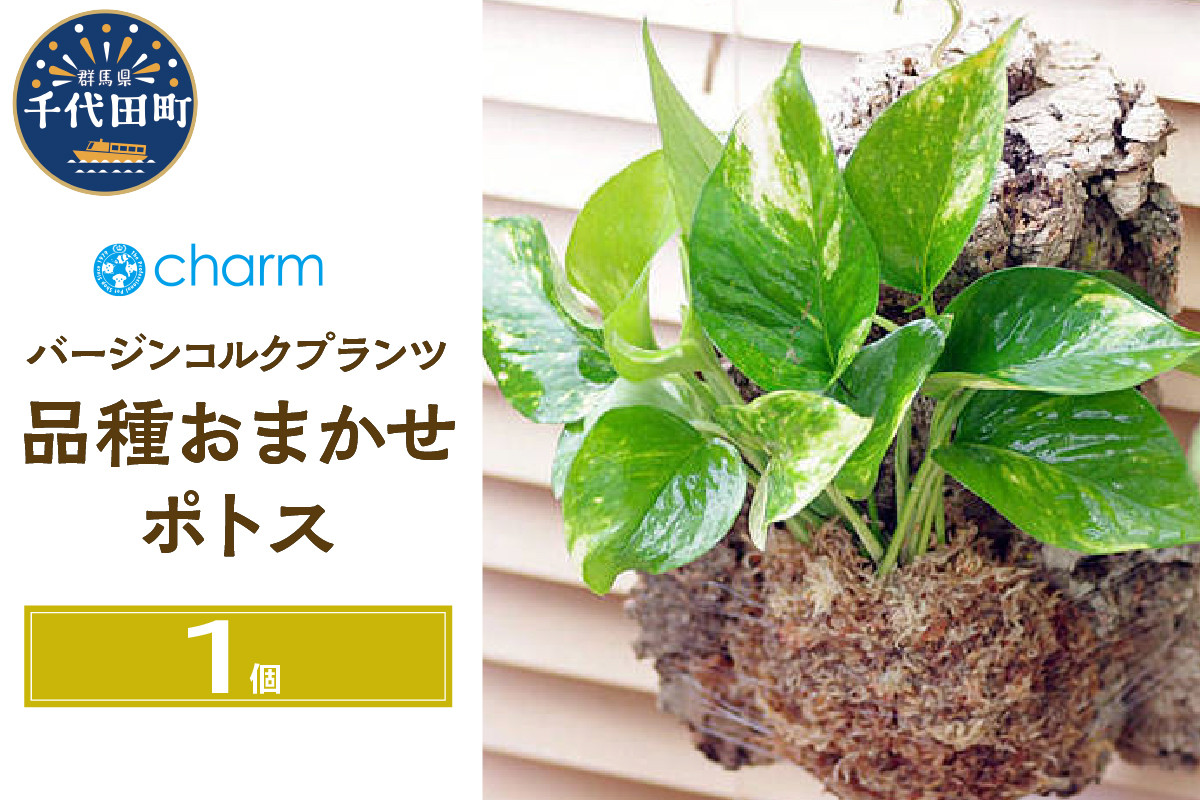 
観葉植物 バージンコルクプランツ ポトス 品種おまかせ（１個）北海道冬季発送不可 群馬県 千代田町 インテリア ナチュラル かわいい リラクゼーション 室内栽培 プレゼント ギフト 贈答用 送料無料 趣味 風水 緑 ライフスタイル 人気 オススメ 初心者 玄関 リビング キッチン 株式会社チャーム
