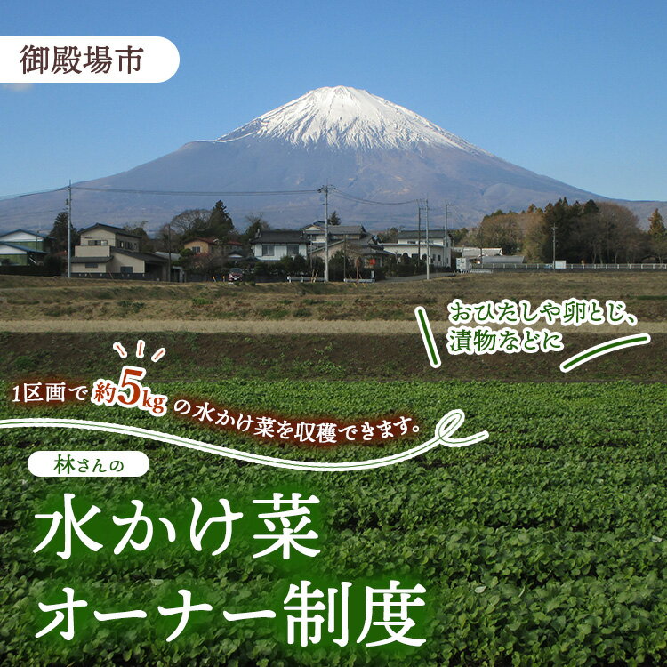 【ふるさと納税】【楽天限定】林さんの水かけ菜オーナー制度