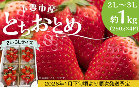 いちご とちおとめ 2L～3L 約1kg いちご 下妻市産 本州のみ配送