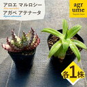 【ふるさと納税】アロエ マルロシー ＆ アガベ アテナータ　各1株 長与町/アグリューム　Aloe marlothii　Agave attenuata　[EAI114] 観葉植物 多肉植物 苗 植物 アロエ あろえ アガベ あがべ インテリア セット