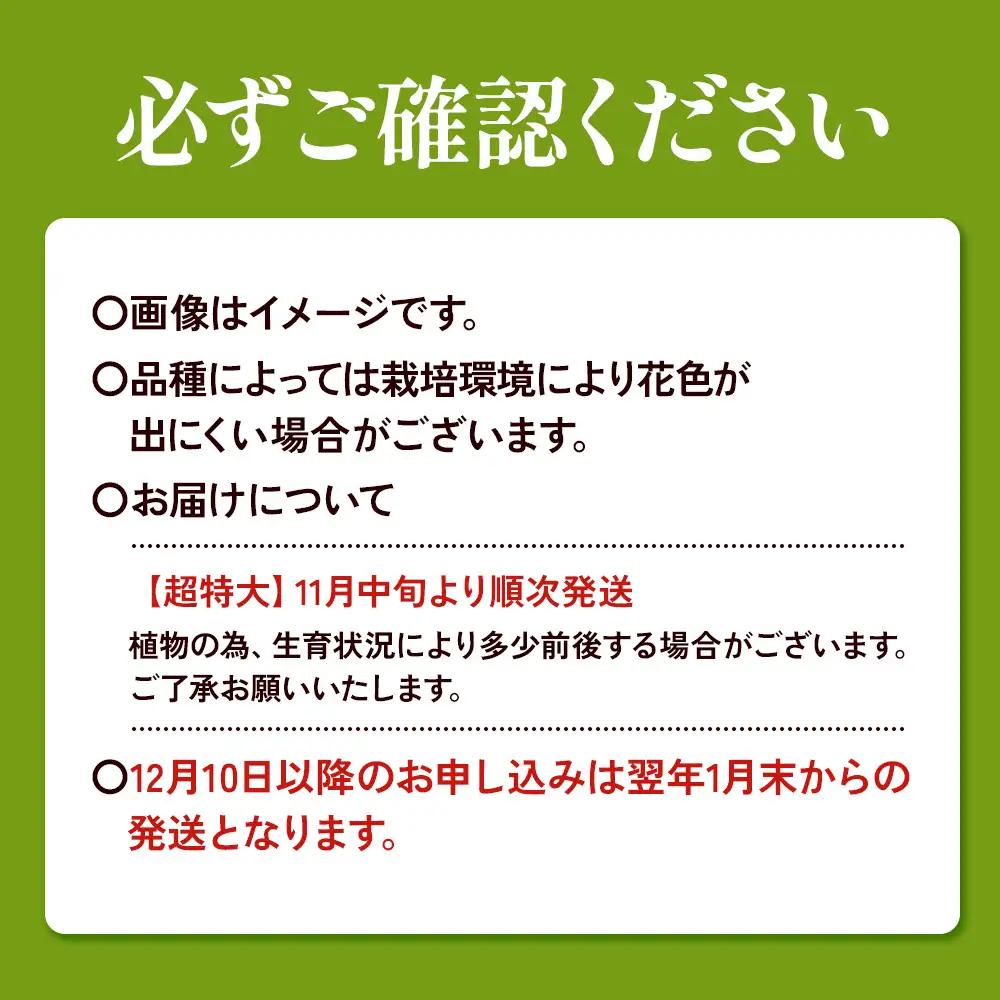 【期間限定】ユリ球根 超特大球レッドカサブランカ 4球 黄花品種 花 フラワー 園芸 ガーデニング 植物 高品質 送料無料