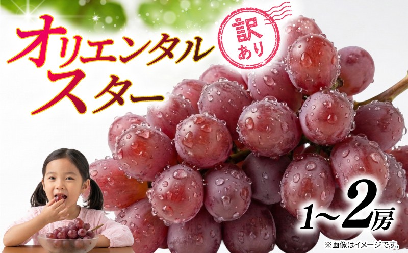 
                  訳あり ぶどう オリエンタルスター 【選べる容量】 1房 ～ 2房 450g ～ 900g 2026年 発送分 数量限定 先行予約 種なし 葡萄 マスカット シャイン ご自宅用 産地直送 農家直送 直売 有機栽培 フルーツ 果物 果実 くだもの デザート 旬 味覚 糖度 フレッシュ 甘い お取り寄せ グルメ ふるさと納税 送料無料 千葉県 銚子市 加瀬農園 【9月中旬から9月下旬に順次発送予定】
                