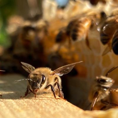 ふるさと納税 南知多町 国産蜂蜜2本セット(ボトル) |  | 03