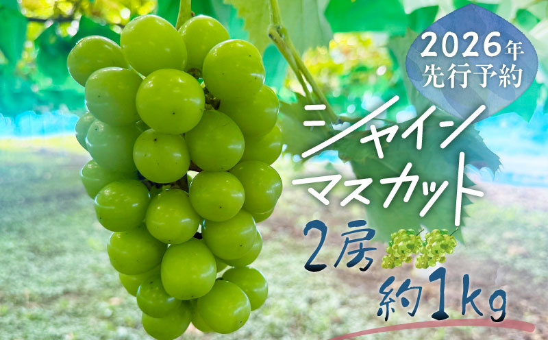 【2026年先行予約】シャインマスカット 2房　（約1.0kg）｜高糖度 種なし 甘い フルーツ 果物 葡萄 ブドウ ぶどう 産地直送 送料無料 山梨 都留市