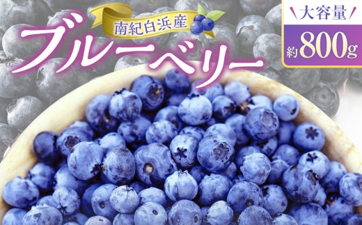 南紀白浜産ブルーベリー 約800g 大容量
