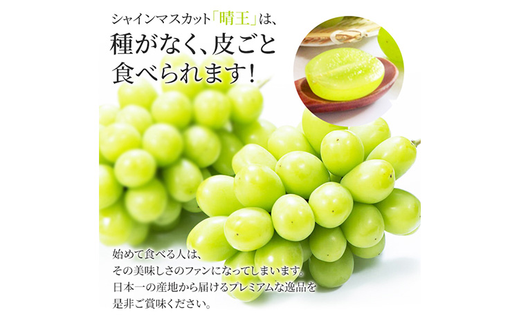 ぶどう シャインマスカット晴王 約1kg 2房程度 橋田商店有限会社《9月中旬-11月中旬頃出荷》 岡山県 浅口市 岡山県産 ぶどう フルーツ 果物 くだもの マスカット 送料無料【配送不可地域あり】