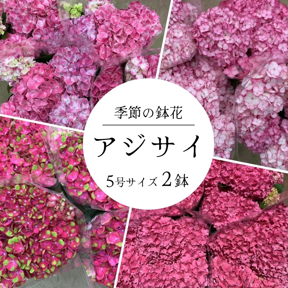 
            アジサイ 5号鉢 × 2鉢 ［ ピンク系 ］2026年シーズン 先行予約 あじさい 紫陽花 5寸サイズ 母の日 ガーデニング フラワーガーデン斉藤 花農家直送 千葉県八街市
          