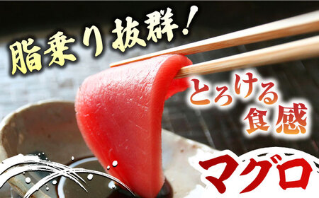 【全2回定期便】対馬産 本マグロ 中トロ300g ＆干物《対馬市》【対海】 新鮮 マグロ 鮪 本鮪 トロ 海鮮 冷凍 浜干し[WAH031]