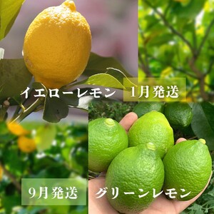 【レモン】 防腐剤ワックス不使用 【2026年9月下旬頃から順次発送】 家庭用 グリーンレモン 約2.5kg ｜愛媛県松山市 【RNK0112_g】