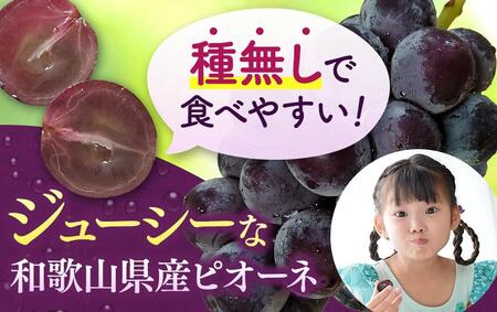 【新鮮・産直】和歌山かつらぎ町産たねなしピオーネ約2kg★2024年8月下旬頃より順次発送