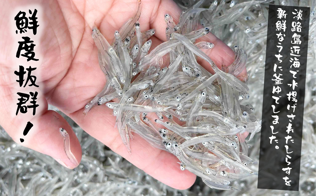 【訳あり】淡路島・藤本水産 しらす釜揚げ 業務用サイズ1kg入り　[訳アリ しらす 釜揚げしらす シラス 釜揚げシラス 訳アリ しらす 釜揚げしらす シラス 釜揚げシラス 訳あり]