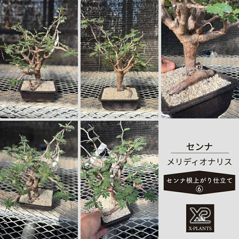 【ふるさと納税】センナ メリディオナリス ［センナ根上がり仕立て_6］ X-PLANTS 珍奇植物 ビザールプランツ 塊根植物