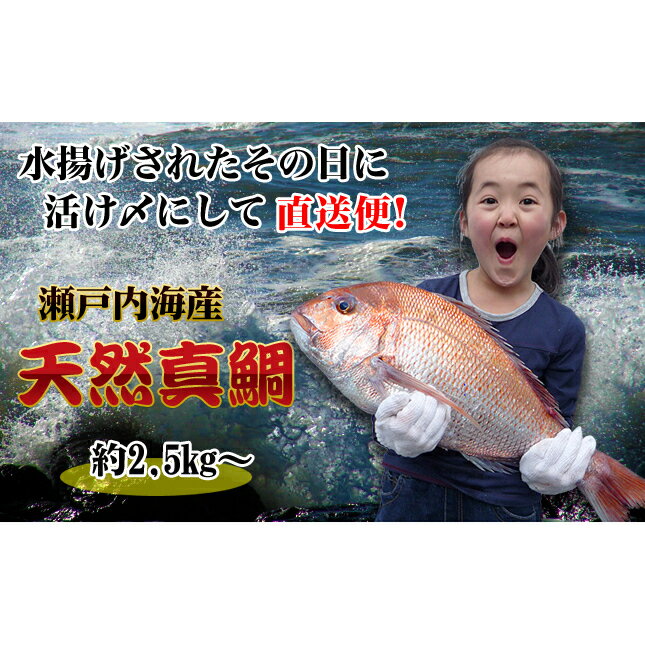 【ふるさと納税】【朝獲れ直送便】瀬戸内海産の天然鯛を丸ごと1匹 キングサイズ 魚貝類 加工食品