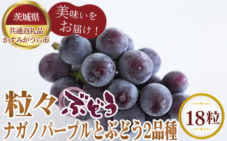 【先行予約】粒々ぶどう18粒　ナガノパープルとぶどう2品種【茨城県共通返礼品 かすみがうら市】 No.302