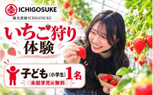いちご狩り体験 子ども1名（小学生） チケット | いちごがり 収穫 体験 東武動物公園すぐ 小学生 観光農園ICHIGOSUKE 埼玉県 宮代町
