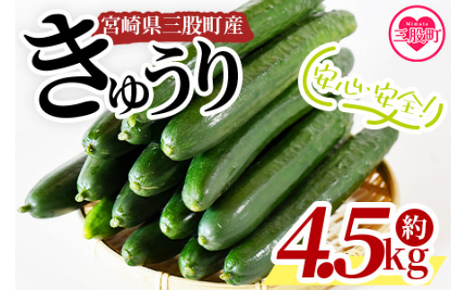 
                  ＜【先行予約】【期間限定】パリッと甘い魔法のきゅうり マジキュー4.5kg＞(約4.5kg)パリッと甘い魔法のキュウリ「マジキュー」漬物や天ぷらに！【A-1901-yt】【ゆたか農園】
                