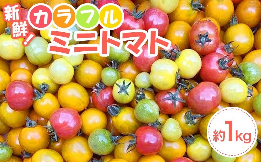 
            【先行予約】角田産 新鮮！カラフル ミニトマト １kg【6月上旬より順次発送】
          