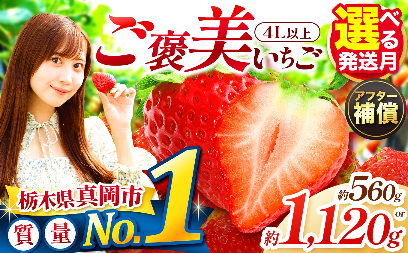 
                  【先行予約】一粒の贅沢！ ご褒美とちあいか 4L以上 発送月・容量が選べる いちご | 年内発送 1月 2月 3月  取り寄せ 果物 フルーツ 苺 イチゴ 27年分   栃木県 真岡市 送料無料
                