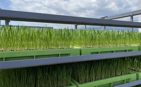 【定期便2か月】『令和7年産新米』　(株)平塚中央ライスセンターが自社で苗から育てた　はるみ5kg 精米　過去2回　特A獲得