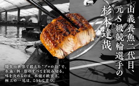 うなぎ晴々 白焼き 新仔 4尾 うなぎ