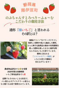 【予約受付】南伊豆町産いちご（紅ほっぺ）合計1,800g（約300g×6パック）　2020年第31回静岡県いちご果実品評会入賞　【いちご イチゴ 冷凍 冷凍いちご フローズン 紅ほっぺ フルーツ 静岡