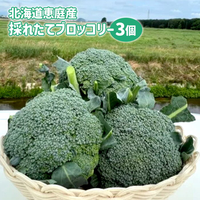 【ふるさと納税】北海道恵庭産 採れたて ブロッコリー 3個 900g前後 数量限定 万能野菜 ベジタブル オンライン 申請 ふるさと納税 北海道 恵庭 ぶろっこりー 甘い 栄養満点 野菜 鮮度抜群 新鮮 お弁当 おかず 恵庭市【80000901】