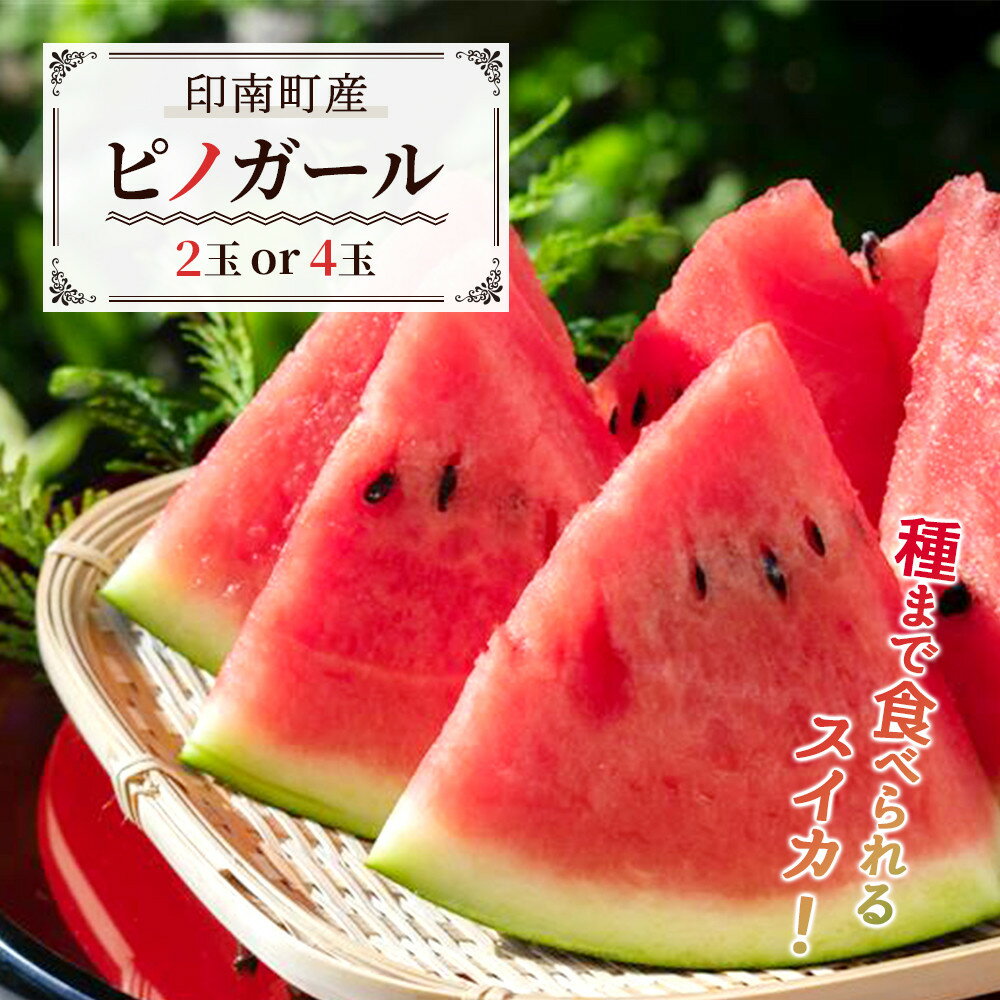 【ふるさと納税】【選べる玉数】種まで食べられるスイカ！印南町産 ピノガール【2玉 or 4玉】2026年5月下旬より順次お届け | 先行予約 果物 ピノガール すいか スイカ 小玉スイカ 和歌山県印南町産 旬 フルーツ くだもの