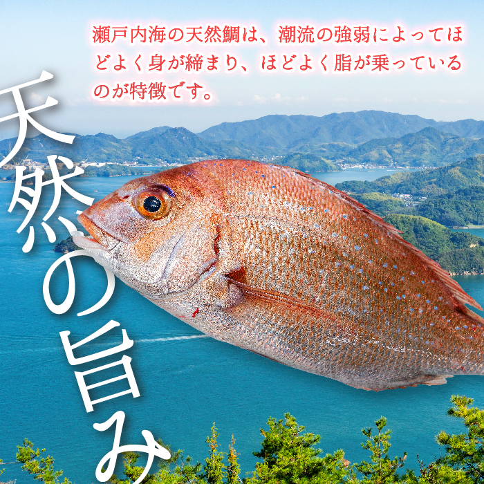 瀬戸内産 天然真鯛 約1.5kg（500g×3匹/）【12月〜発送/調理が楽ちん！三枚おろし・真空パックでお届け！】鯛 天然鯛 真鯛 天然 鮮魚 下処理済 三枚おろし 瀬戸内 広島県 三原市　1540