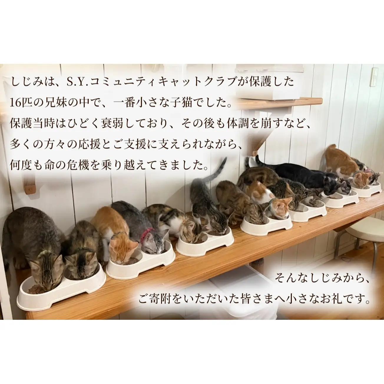 しじみからの小さな贈り物 －ねこじゃらじゃら と くびたま－(本革 猫じゃらし1個＆首輪1個セット)