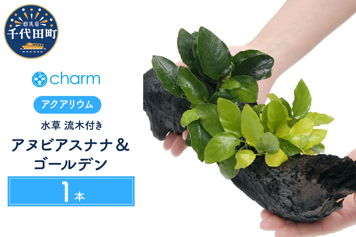 
水草 アヌビアスナナ＆ゴールデン 流木付 Ｌサイズ 水上葉 1本 (約25cm) 群馬県 千代田町 インテリア ナチュラル 自然 リラクゼーション 室内栽培 プレゼント 送料無料 趣味 緑 人気 オススメ 初心者 玄関 リビング 水槽 アクアリウム 株式会社チャーム
