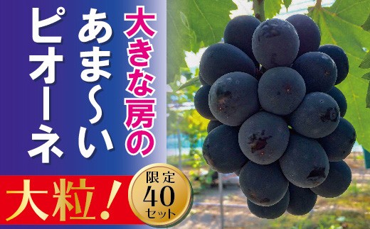 【2026年発送】 ピオーネ ２〜３房 約１kg 甘い 贈答 ギフト ぶどう フルーツ 果物 送料無料 産地直送