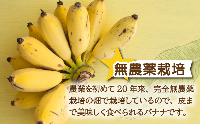希少！特許製法で作るシリカ水で栽培する特別な「島バナナ」OI-6