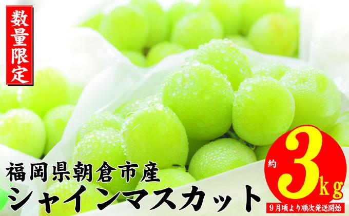 シャインマスカット 2025年発送 約3kg 大粒 フルーツ ブドウ 高級 ぶどう 葡萄 果物 くだもの 旬菜板屋 配送不可 離島 果物類 デザート 食後 種なし 皮ごと ジューシー 