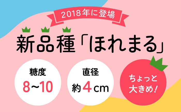 【7月中旬より順次発送】甘みと酸味の絶妙なバランス！ミニトマト「ほれまる」 約2kg 【梶原耕藝】 [YDQ001]