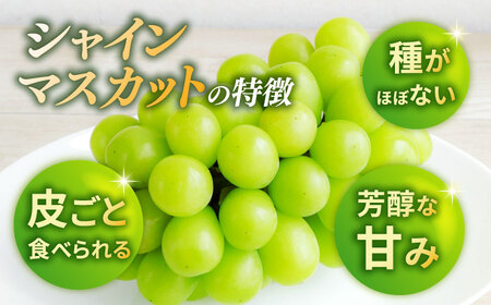 【先行予約】 朝どれ シャインマスカット 3房（約1.5kg～1.65kg） 産地直送 【城 果樹園】[ZFD003]