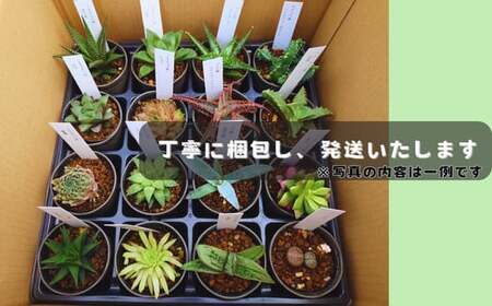 人気のハオルチア＆その他の多肉植物詰め合わせ（B944-2）