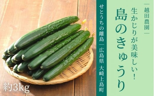 [予約] 9〜10月発送 大崎上島産 シャキッと食感！生かじりが美味しいハウス栽培きゅうり約3kg