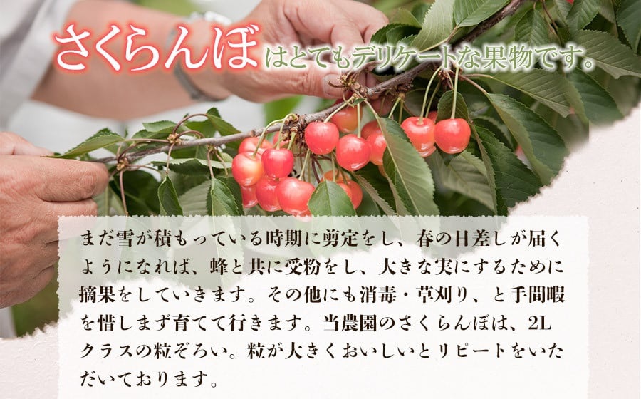 【令和7年産先行予約】佐藤錦 2L～Lサイズ混合 バラ詰め 1kg　小林農園 さくらん坊